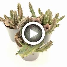 Image result for Huernia hislopii