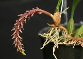 Image result for Bulbophyllum sp. nov