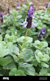 Image result for Coleus neochilus