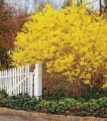 10 Best Flowering Trees And Shrubs For Adding Color To Your Yard In 2020 White Flowering Trees Flowering Trees Flowering Shrubs