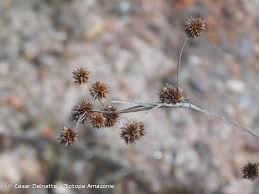 Image result for Rhynchospora holoschoenoides
