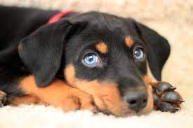 Doberman Lab Husky Mix Doberman Puppy Doberman Puppy Black Doberman Pinscher