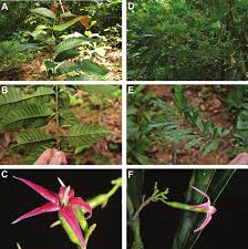 Image result for Massularia