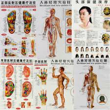 Details About 7pcs Set English Acupuncture Meridian Acupressure Points Posters Chart Wall Map