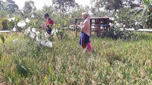 Alat penanam padi jenis ini dapat digunakan untuk penanaman cara kering maupun basah. Batam Punya Sawah Sudah Dua Kali Panen Selama Pandemi Berikut Foto Fotonya Halaman All Tribun Batam