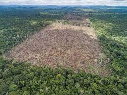 Hutan kalimantan diyakini bakal menyusut sebanyak 75 persen pada 2020 jika laju deforestasi tidak dihentikan. Hutan Amazon Musnah