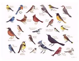 Eastern North Carolina Birds Field Guide Style Watercolor