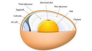 So, we have established that eggs go bad and that there's a shelf life on them. Do Eggs Go Bad How Long Do Eggs Last Can Eggs Go Bad Here S Answers