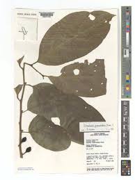 Image result for Strombosia scheffleri