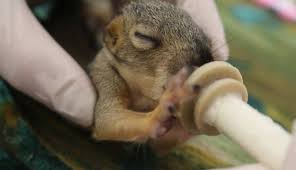 What To Do If You Find A Baby Squirrel On The Ground The Dodo Baby Squirrel Baby Squirrel Care Squirrel