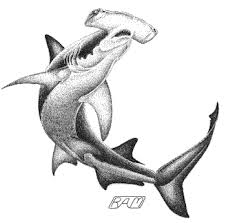 Black And White Hammerhead Shark Tattoo Shark Illustrations Fishing Fishing Tips Fishing Gear Fishing Hacks Fishing Lures Bass Fishing Fly Fishi Shark Illustration Shark Drawing Shark Art