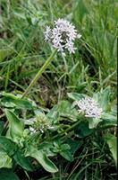 Image result for Pentanisia prunelloides
