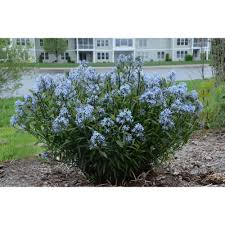 Proven Winners Storm Cloud Bluestar Amsonia Live Plant Blue Flowers 1 Gal Amspwp1016102 The Home Depot Live Plants Full Sun Perennials Plants