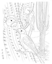 Cristate saguaro, organ pipe cactus national monument, arizona. Sonoran Desert Colouring Pages 230004 Saguaro Cactus Coloring Page Coloring Home