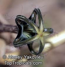 Image result for Ceropegia meyeri