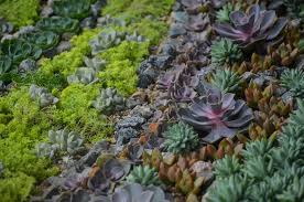 Check spelling or type a new query. Make A Stunning Succulent Dish Garden In 5 Simple Steps Garden And Happy