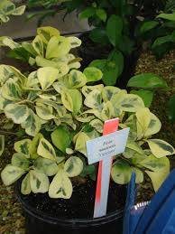 Image result for Ficus natalensis