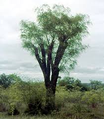 Image result for Marsdenia angolensis