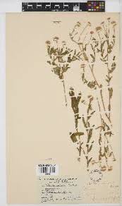 Image result for Doellia