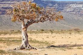 10 Proven Myrrh Oil Benefits Uses Expectorante