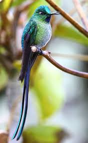 Birds Of A Feather Odyssey Long Tailed Sylph By Adam Riley Wild Birds Photography Birds For Sale Beautiful Birds