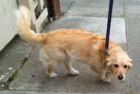 Golden retriever and poodle breed. Dog Of The Day Greta The Golden Retriever Toy Poodle Mix The Dogs Of San Francisco