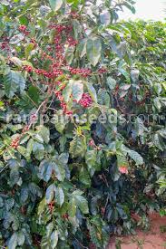 Check spelling or type a new query. Coffea Arabica Costa Rica 95 Arabica Coffee Buy Seeds At Rarepalmseeds Com