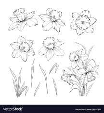 Set Of Line Drawing Narcissus Daffodils Blossom Bundle Black Flowers Isolated Over White Flower Flower Drawing Flower Line Drawings Narcissus Flower Tattoos