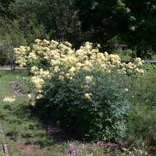 Thalictrum flavum glaucum is mooi te combineren met phlomis russeliana. Thalictrum Flavum