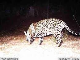 The zanzibar leopard was officially declared extinct 25 years ago, but the classification has been called into question after a wildlife biologist caught the elusive predator on camera. Bigcats News