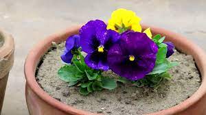 Gamalon Mein Pansy Flowers Growing And Care Urdu Hindi Youtube