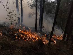 Los incendios forestales son incendios sin control que se alimentan de diferentes tipos de clima, maleza seca y viento, que queman grandes áreas de tierra y se apoderan de todo en su camino. La Jornada Tratan De Sofocar Incendio Forestal En El Cardonal Hidalgo