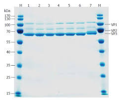 Image result for Blue 1997 AAV