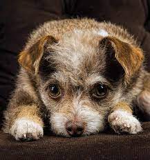 The wire chiwoxy is a happy pooch that wants to be near its kin, frequently tailing them in the house, and holding personally with a specific individual from its family. Chihuahua Terrier Mix What To Expect From This Unusual Mix Breed Dog