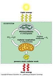 Cellular respiration or glucose is a product of photosynthesis. Biology Ch 9 10 12 13 Flashcards Quizlet