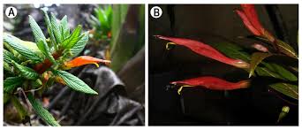 Image result for Stemodiopsis buchananii