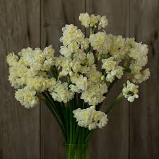 Narcissus Erlicheer Heirlooms Flowers Spring Flower Arrangements Narcissus