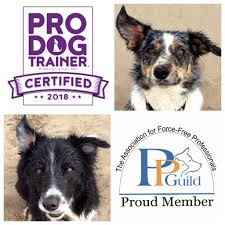 Texas has to offer various schools that introduce students to the profession of a dog groomer and whose training programs are intended to teach students about terminology, techniques, and proper ways to treat animals. Dog Development Home Facebook