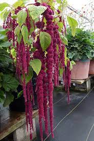 Pin On Catalogo De Flores