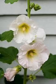 Why didn't my hollyhock bloom this year? Pin On Kyticky A Zahrada