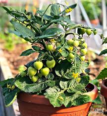There are many instructions online to make you will need the following materials: The Best Tomatoes For Containers And Tips For Growing Big Yields