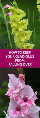 How To Keep Gladiolus Flowers From Falling Over Gladiolus Flower Gladiolus Flower Garden