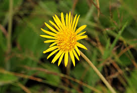 Image result for Haplocarpha