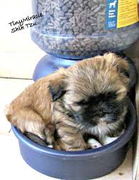 Jul 15, 2019 · all puppies are different, so if you have any concerns or questions about your puppy's food, feeding schedule,. New Puppy Owner Faq