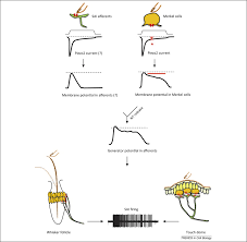 Merkel cells are nondendritic, nonkeratinocytic epithelial cells located primarily in or near the basal layer of the epidermis. Merkel Cells And Neurons Keep In Touch Trends In Cell Biology