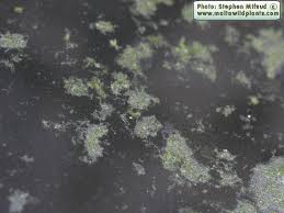 Image result for Wolffia arrhiza