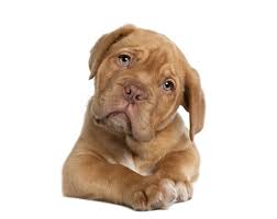 We did not find results for: Dogs Home Fur Good