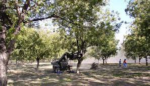 Check spelling or type a new query. Harvesting Pecans In The Texas Hill Country At Home And In Orchards