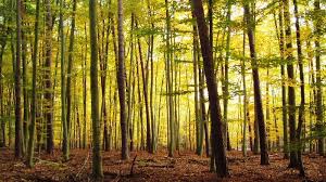 There are various ways you can get water for filtration in the wilderness. More Than Carbon Securing Clean Water By Protecting Forests