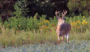 Think about what will occur once hunting season begins. How To Supplement Antler Growth With Food Plots